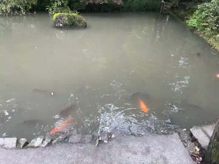 大縣神社の動物