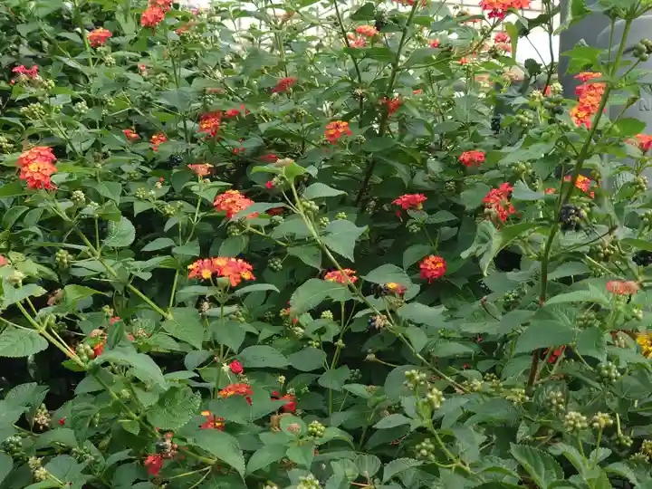 最福寺別院江の島大師の自然