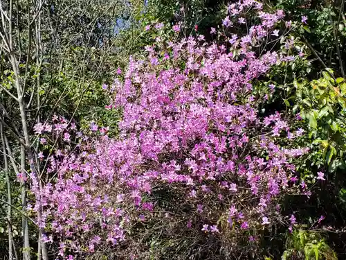 厄除八幡宮　の自然
