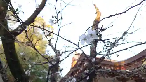 夜疑神社の自然