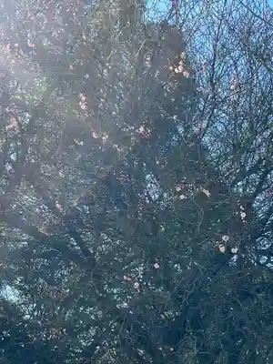 畑子安神社(千葉県)