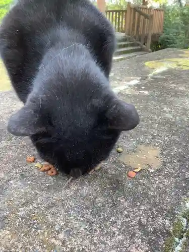 玉野御嶽神社の動物