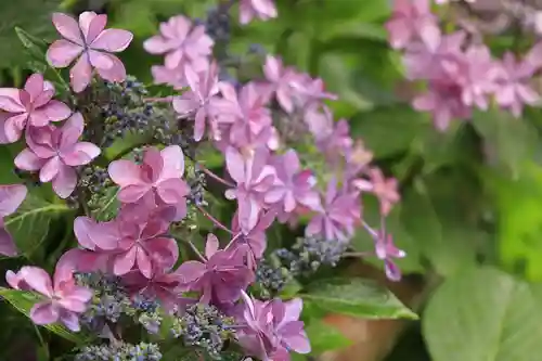 梅宮大社の自然