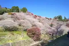 川見薬師寺の自然