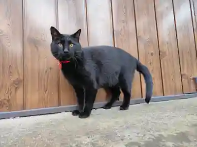 高司神社〜むすびの神の鎮まる社〜(福島県)