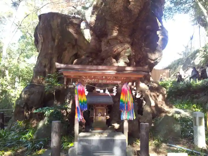 來宮神社の自然