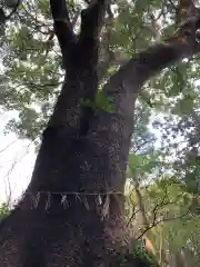 櫻井神社の自然