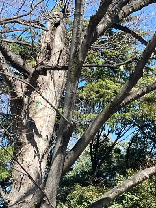 丸子山王日枝神社の{uncategorized: "未分類", other: "その他", undefined: "問題あり", building: "その他建物", grave: "お墓", sacred_gate: "鳥居", guardian: "狛犬", statue: "像", buddha: "仏像", history: "歴史", nature: "自然", garden: "庭園", animal: "動物", pagoda: "塔", temizu: "手水舎", mountain_gate: "山門・神門", sanctuary: "本殿・本堂", subordinate: "末社・摂社", art: "芸術", scenery: "景色", jizo: "地蔵", ema: "絵馬", goshuin: "御朱印", omikuji: "おみくじ", items: "授与品その他", amulet: "お守り", goshuincho: "御朱印帳", eats: "食事", festival: "お祭り", votive_dance: "神楽", shichigosan: "七五三参", wedding: "結婚式", experience: "体験その他", initially: "初詣", around: "周辺", anti_infection: "感染症対策"}