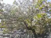 旗上弁財天社の自然