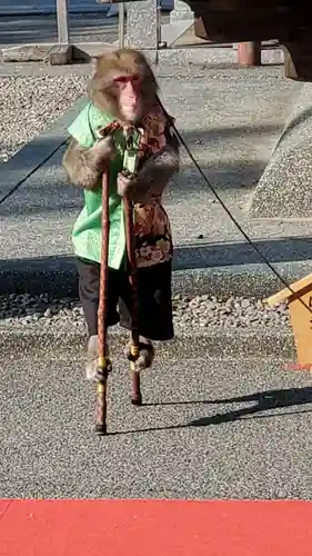 宮地嶽神社の動物