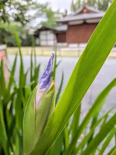 阿佐ヶ谷神明宮(東京都)
