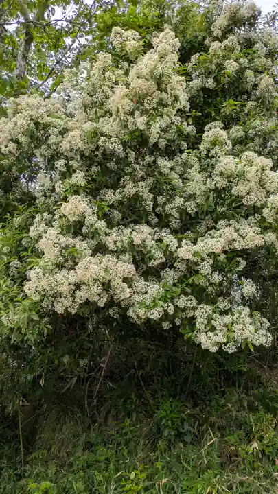 愛宕神社(阿多古神社)(京都府)