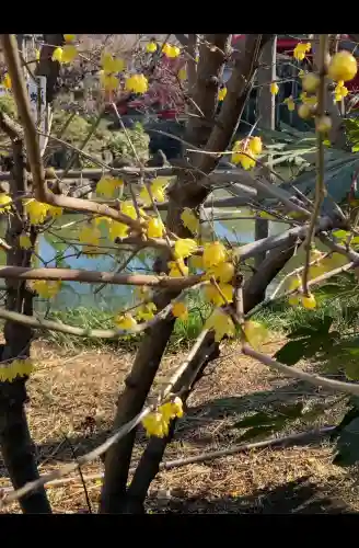 亀戸天神社の{uncategorized: "未分類", other: "その他", undefined: "問題あり", building: "その他建物", grave: "お墓", sacred_gate: "鳥居", guardian: "狛犬", statue: "像", buddha: "仏像", history: "歴史", nature: "自然", garden: "庭園", animal: "動物", pagoda: "塔", temizu: "手水舎", mountain_gate: "山門・神門", sanctuary: "本殿・本堂", subordinate: "末社・摂社", art: "芸術", scenery: "景色", jizo: "地蔵", ema: "絵馬", goshuin: "御朱印", omikuji: "おみくじ", items: "授与品その他", amulet: "お守り", goshuincho: "御朱印帳", eats: "食事", festival: "お祭り", votive_dance: "神楽", shichigosan: "七五三参", wedding: "結婚式", experience: "体験その他", initially: "初詣", around: "周辺", anti_infection: "感染症対策"}