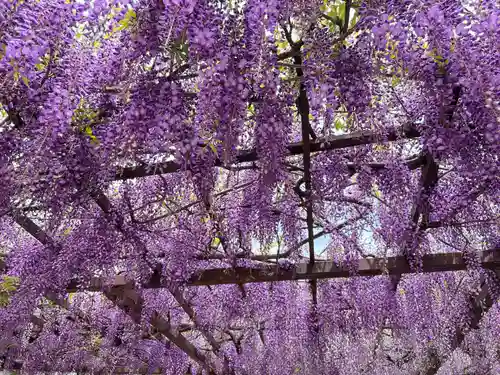 葛井寺(大阪府)