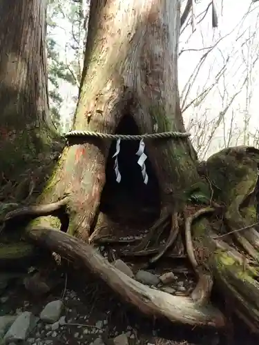 戸隠神社奥社の自然