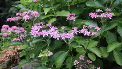 柳谷観音　楊谷寺(京都府)