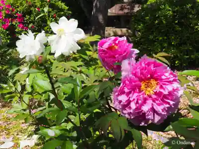 本満寺(本願満足寺)(京都府)