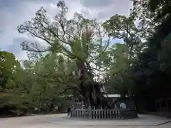 大山祇神社の自然