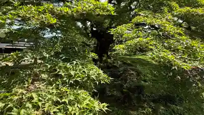 西善寺(埼玉県)