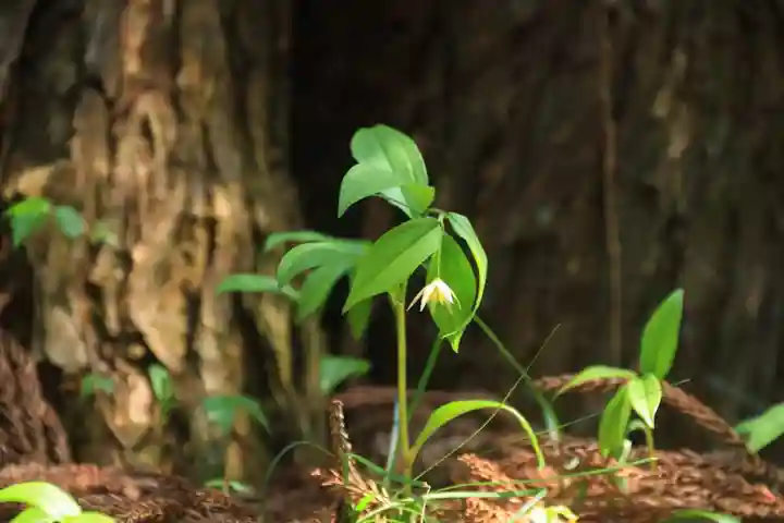 鹿島大神宮の自然