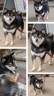 上目黒氷川神社(東京都)