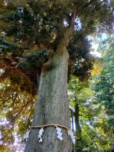 岩槻久伊豆神社の{uncategorized: "未分類", other: "その他", undefined: "問題あり", building: "その他建物", grave: "お墓", sacred_gate: "鳥居", guardian: "狛犬", statue: "像", buddha: "仏像", history: "歴史", nature: "自然", garden: "庭園", animal: "動物", pagoda: "塔", temizu: "手水舎", mountain_gate: "山門・神門", sanctuary: "本殿・本堂", subordinate: "末社・摂社", art: "芸術", scenery: "景色", jizo: "地蔵", ema: "絵馬", goshuin: "御朱印", omikuji: "おみくじ", items: "授与品その他", amulet: "お守り", goshuincho: "御朱印帳", eats: "食事", festival: "お祭り", votive_dance: "神楽", shichigosan: "七五三参", wedding: "結婚式", experience: "体験その他", initially: "初詣", around: "周辺", anti_infection: "感染症対策"}