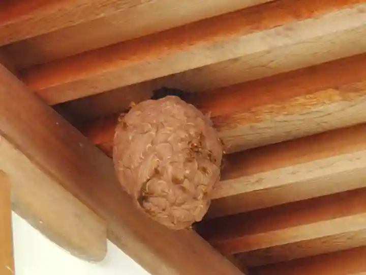 三輪神社の動物