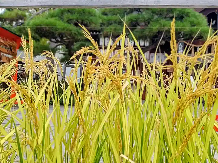 阿部野神社(大阪府)