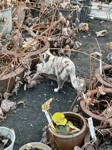 一心寺・一心禅寺の動物