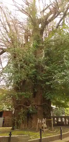 鶴嶺八幡宮の自然