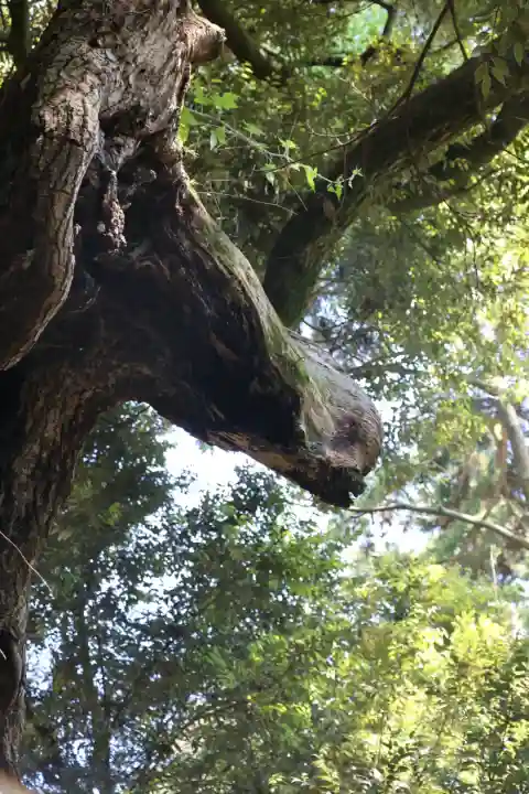 大杉神社(茨城県)