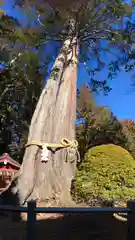 北口本宮冨士浅間神社の自然