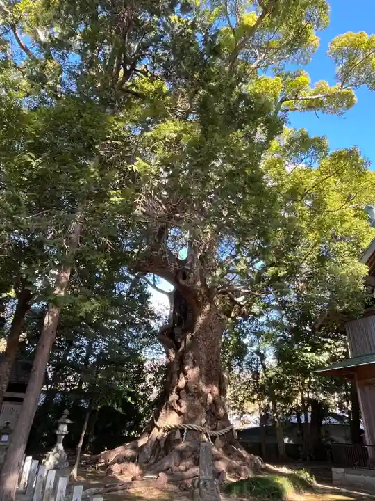 川津来宮神社(静岡県)