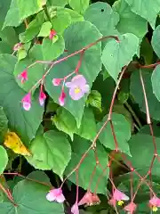 高麗神社の自然