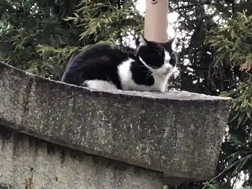 伏見稲荷大社の動物