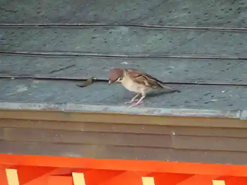 富岡八幡宮の動物