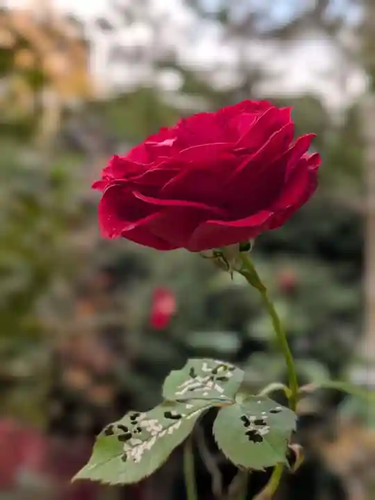 乃木神社(東京都)