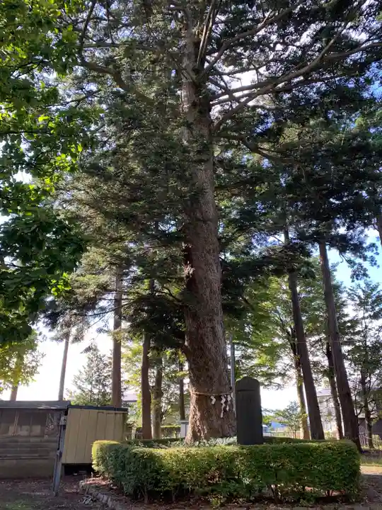 大宮神社の自然