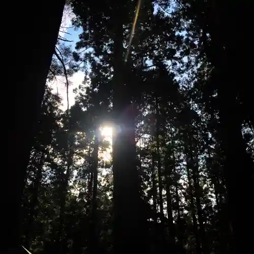 高野山金剛峯寺奥の院の自然