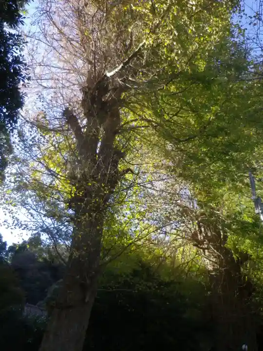御霊神社の自然