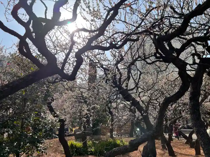 湯島天満宮の自然