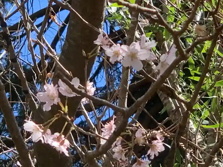 普門寺(切り絵御朱印発祥の寺)の自然