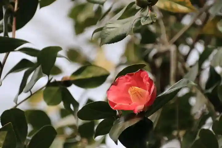 阿久津「田村神社」(郡山市阿久津町)旧社名:伊豆箱根三嶋三社の自然