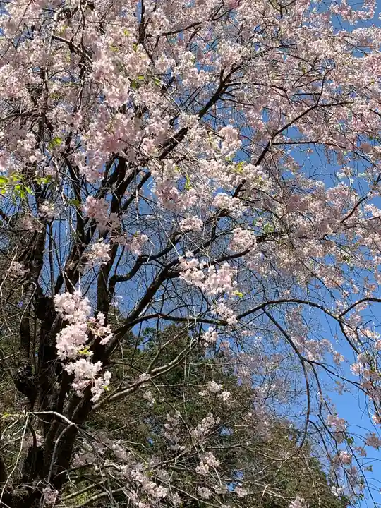 妙義神社の自然