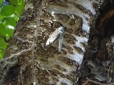 山倉大神の動物