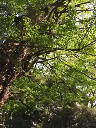 赤坂氷川神社の自然