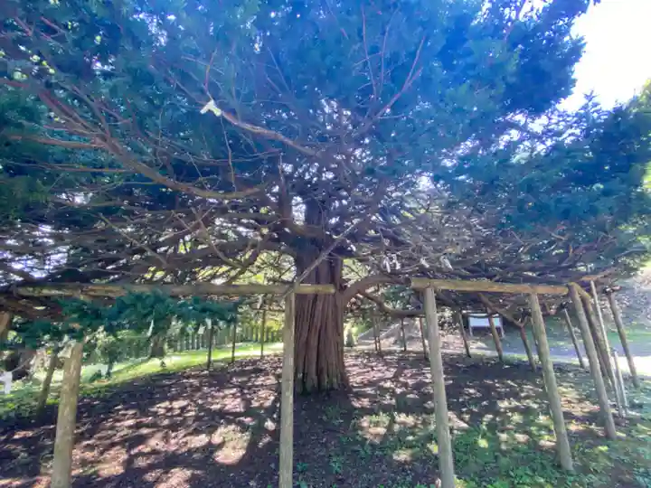 根岸八幡宮の自然