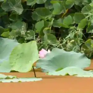 鏡石鹿嶋神社 *安産・開運・勝利の神さま*(福島県)(2025年09月15日(月) 13時24分16秒投稿)
