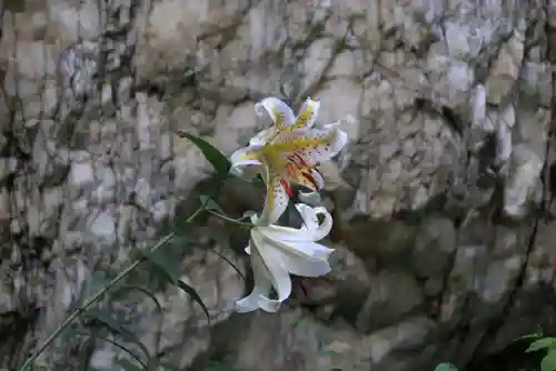 鹿島大神宮の自然