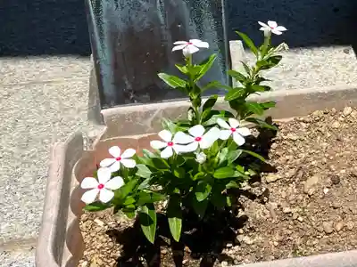 白山媛神社(新潟県)